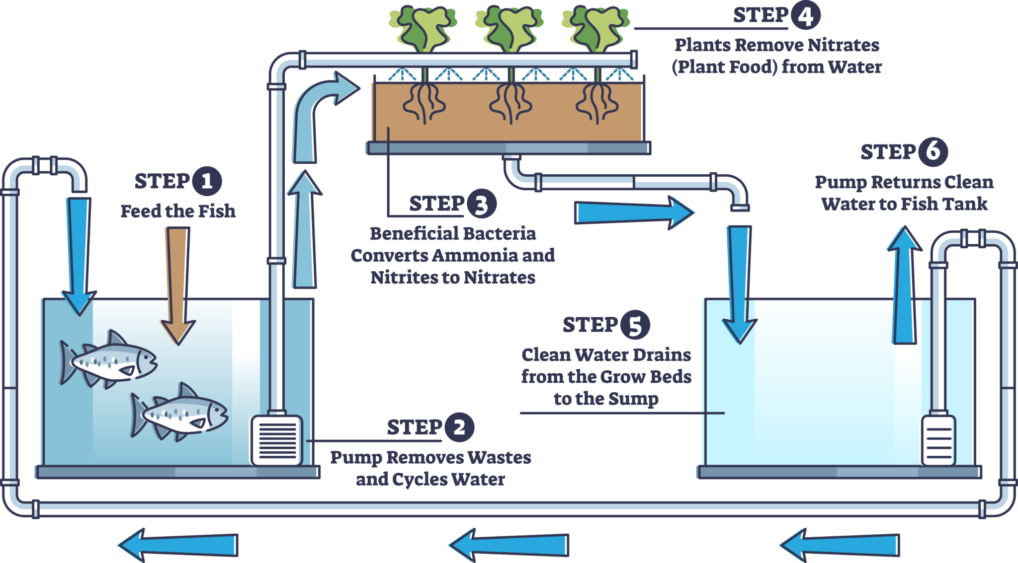 Aquaponics 101 – Targeted Aquaponic Growth